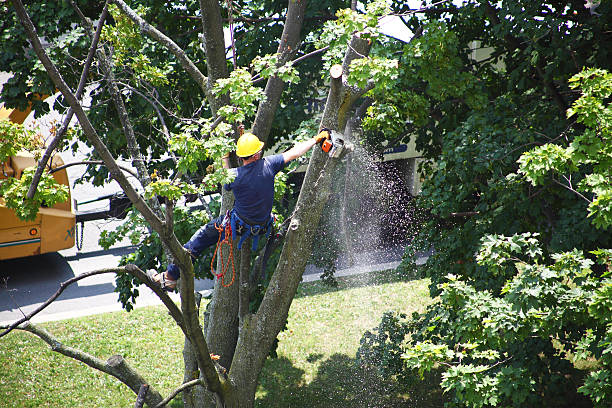 Best Emergency Tree Removal  in Riviera Beach, FL